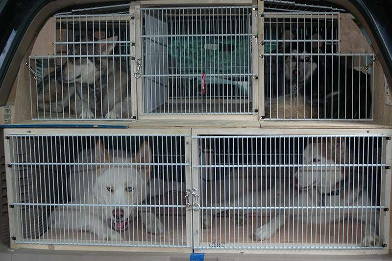 tips-to-travel-in-train-with-your-pet-dog