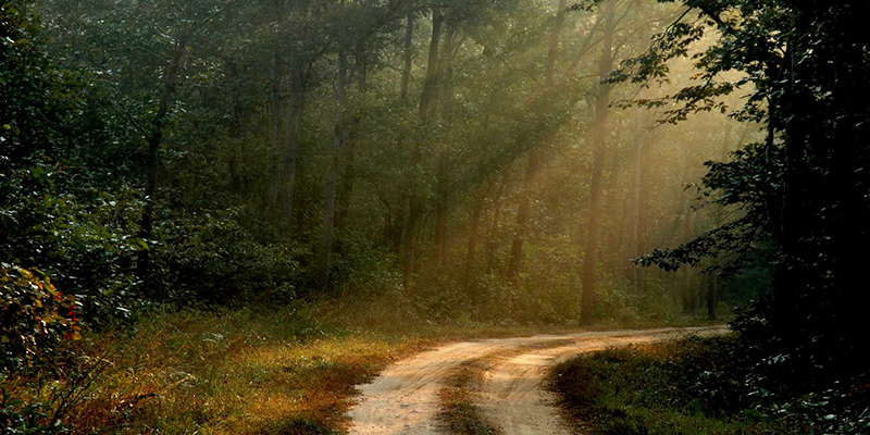 Blog-Post-For_-Environment-Day-Special_cover-1 (1)