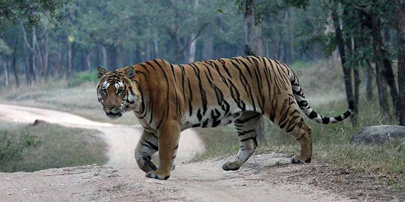 Bengal Tiger