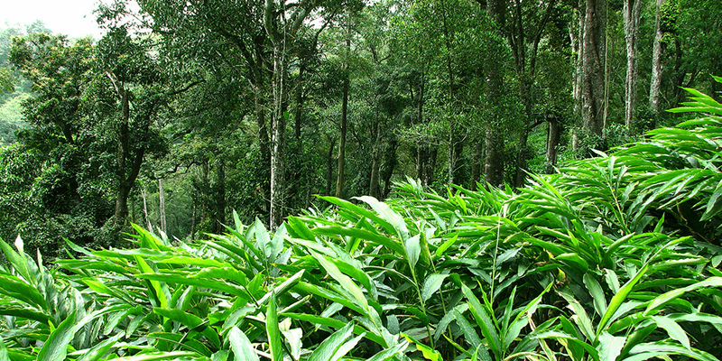 Gavi forests