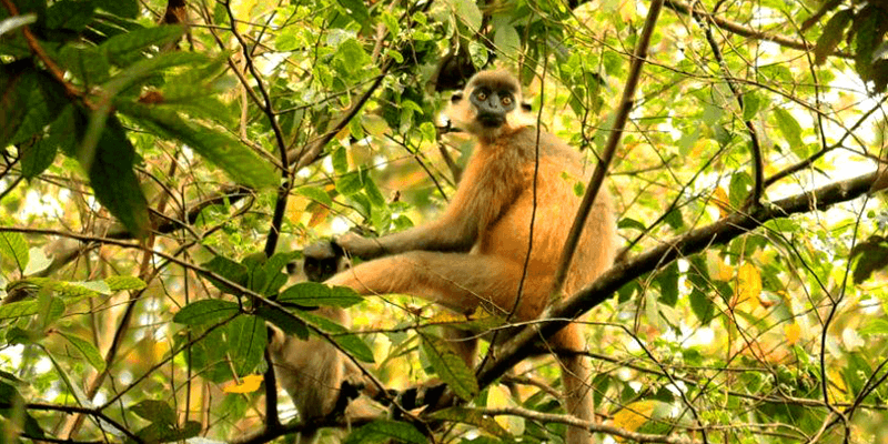 Gibbon wildlife sanctuary