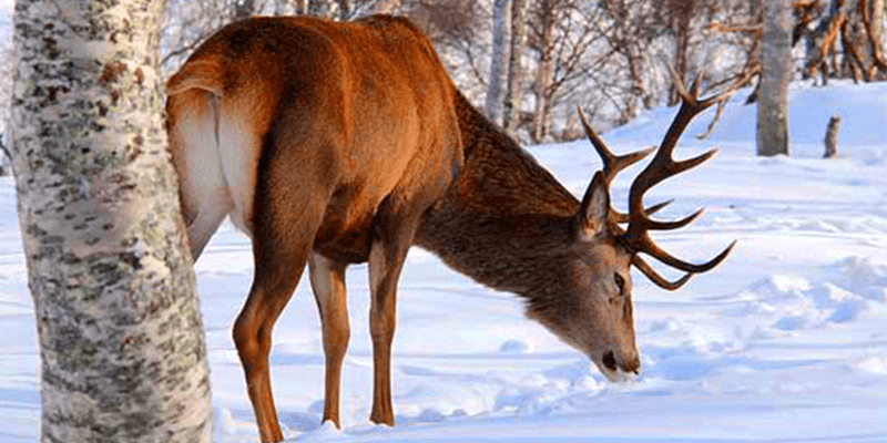 Gulmarg Biosphere Reserve