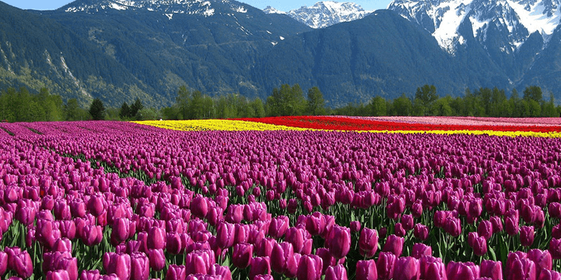 Srinagar Tulip Garden
