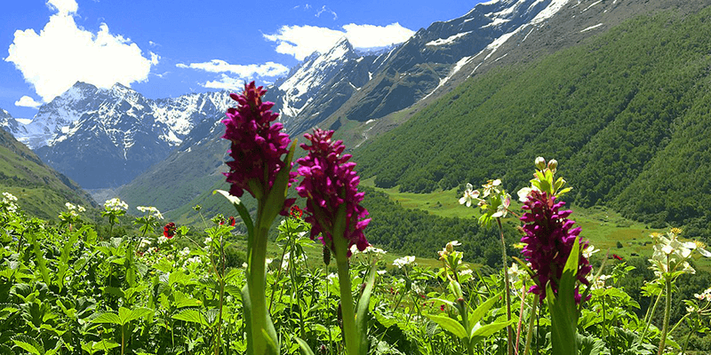 Jeolikot